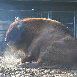 Wisent (Bison bonasus), 2022-11-12