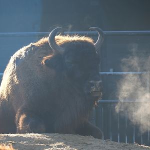 Wisent (Bison bonasus), 2022-11-12