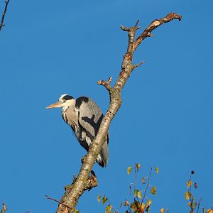 Wild Grey heron (Ardea cinerea), 2022-11-12