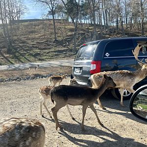 Fallow Deer following guest’s vehicles.