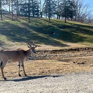 Eland