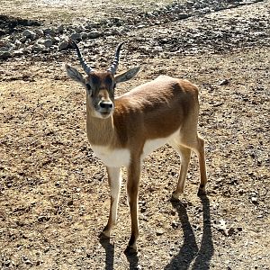 Blackbuck