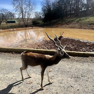 Blackbuck and Pere David’s Deer