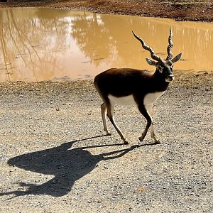 Blackbuck and shadow