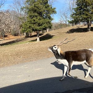 Blackbuck
