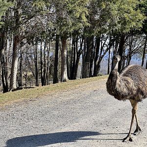 Emu