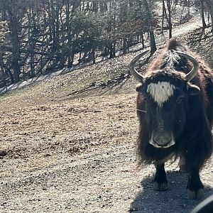 Domestic Yak