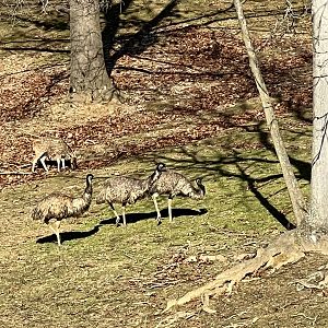 Emu and Axis Deer