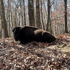 Bison Cow