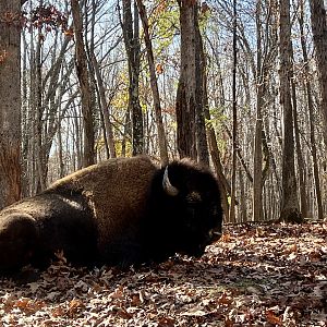 Bison Bull