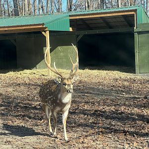 Axis Deer