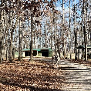 Roadway through the park