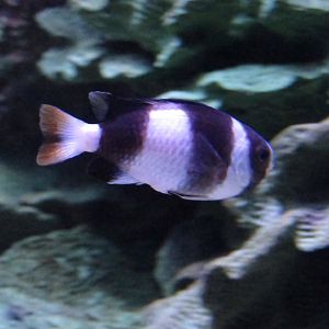 Tuxedo Damselfish