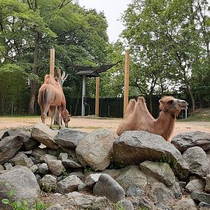 Bactrian Camels