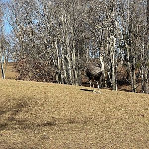 Ostrich