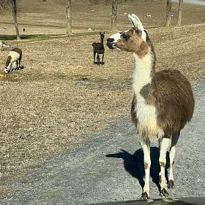 Llama