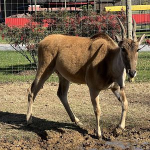 Eland
