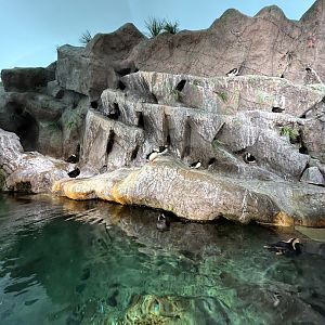 Puffin Bay — Penguin & Puffin Coast