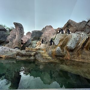 Penguin Cove (Rockhopper side) — Penguin & Puffin Coast