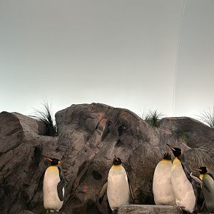 King Penguins (A. patagonicus)