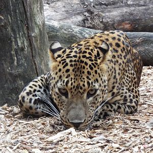 Sri Lankan Leopard, Banham Zoo