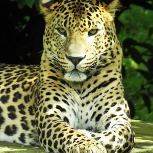 Sri Lankan Leopard, Banham Zoo