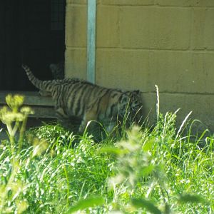 Amur Tiger Cub, Banham Zoo