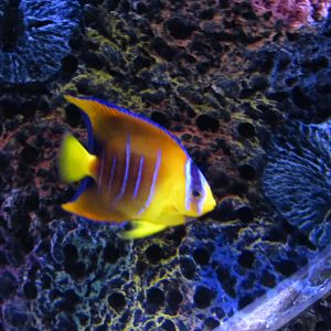 Juvenile Queen Angelfish
