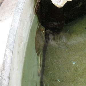 Round Stingray