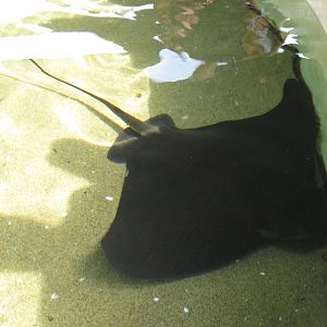 Bat Ray