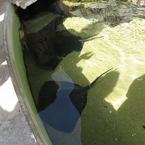 Stingrays