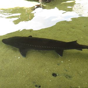 White Sturgeon