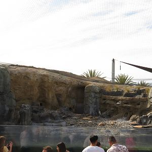 Magellanic Penguin Exhibit