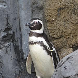 Magellanic Penguin