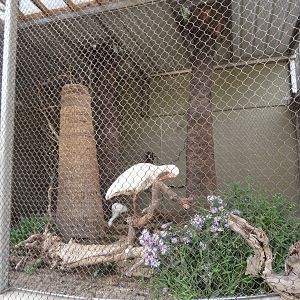 White Ibis/Snowy Egret Enclosure