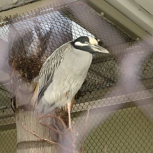 Yellow-crowned Night Heron