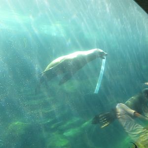 Sea Lion Playing with Tube
