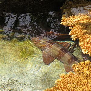 Whitespotted Bamboo Shark