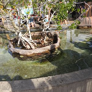 Mangrove Touch Pool