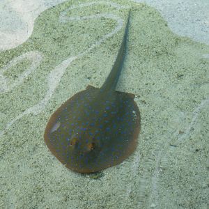 Bluespotted Ribbontail Ray