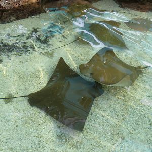 Cownose Rays