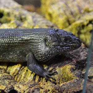 King's skink (Egernia kingii)