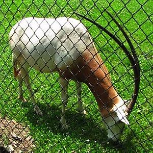 Lehigh Valley Zoo & Dorney Park - YouTube