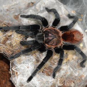 Michoacan red-rump tarantula (Bonnetina tanzeri)