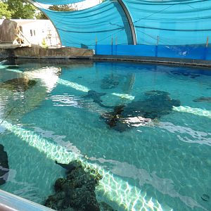 Large Shark/Ray Tank