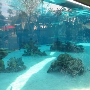 Large Shark/Ray Tank