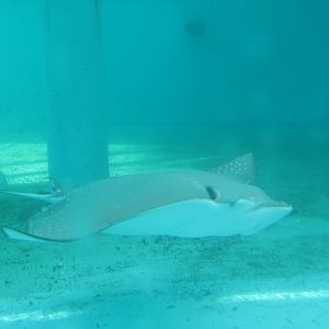 Eagle Ray
