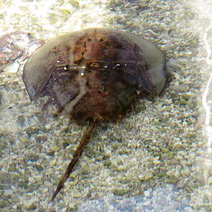 Horseshoe Crab