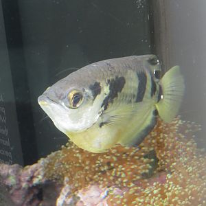 Banded Archerfish
