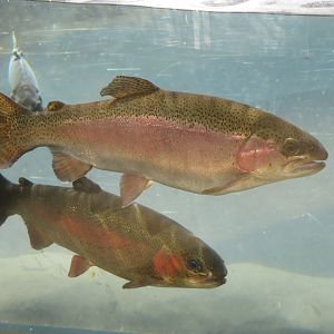 Rainbow Trout